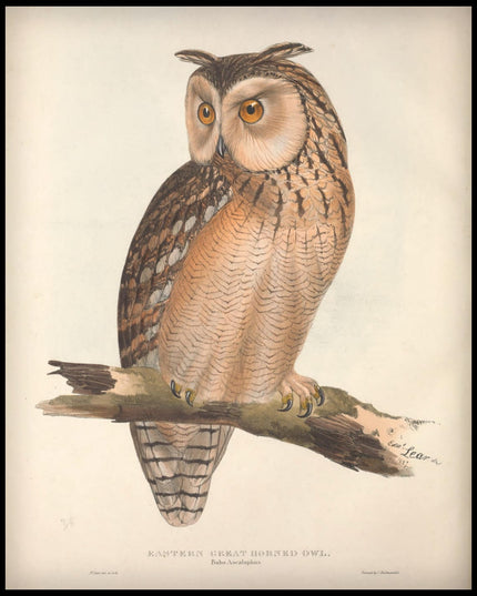 Bubo Ascalaphus Poster