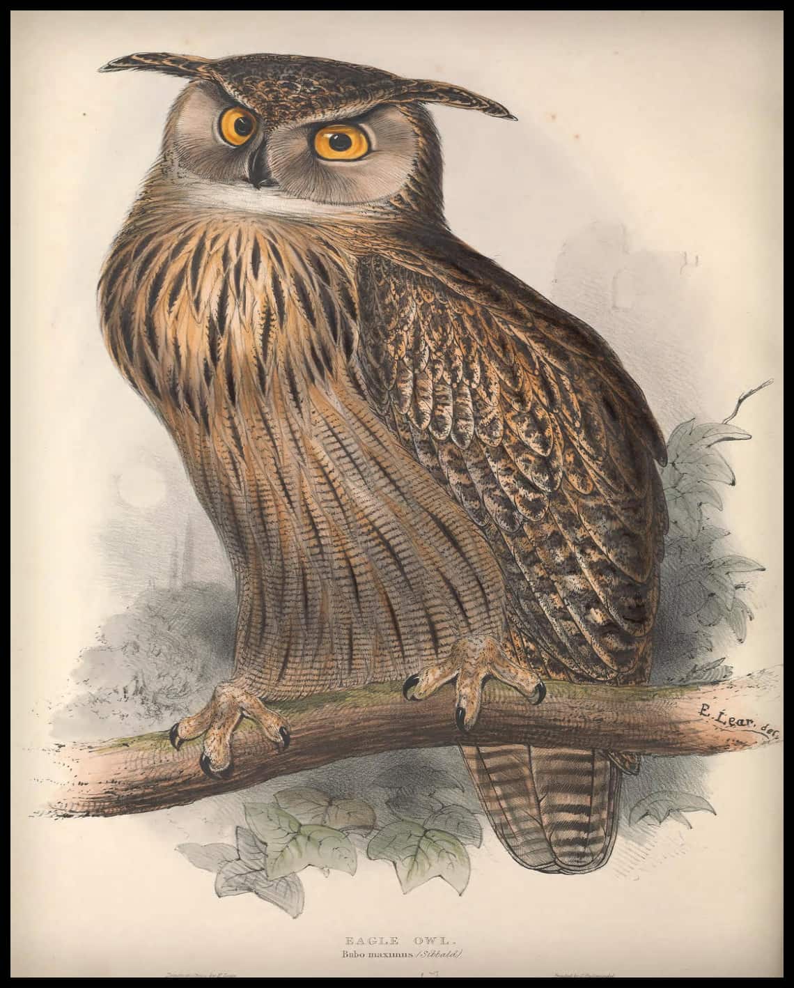 Poster Bubo Maximus