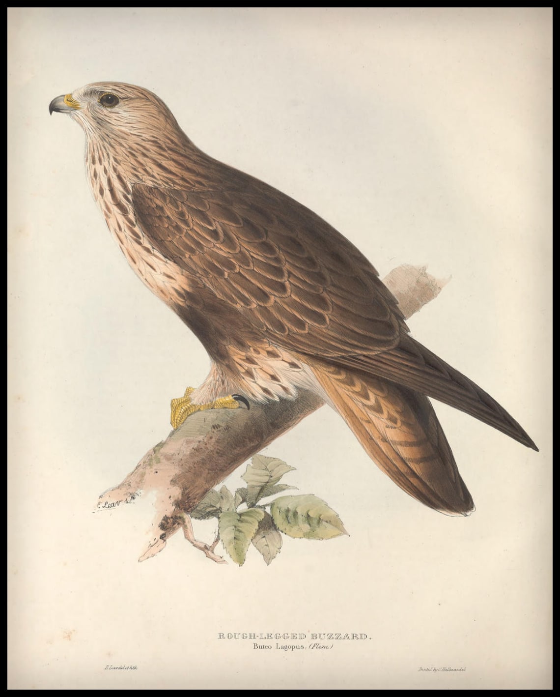 Affiche Buteo Lagopus