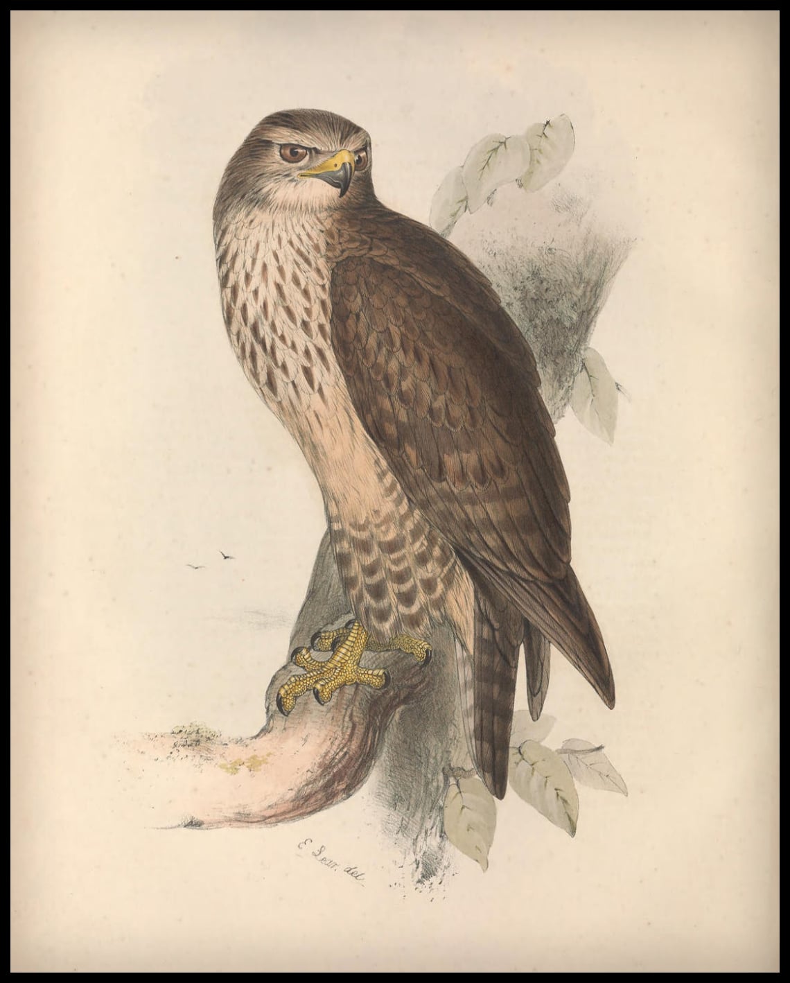 Affiche Buteo Vulgaris