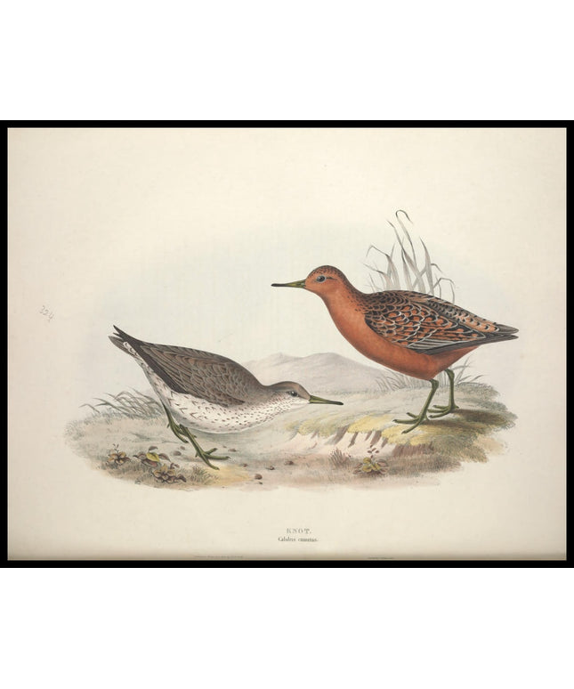 Calidris Canutus Poster