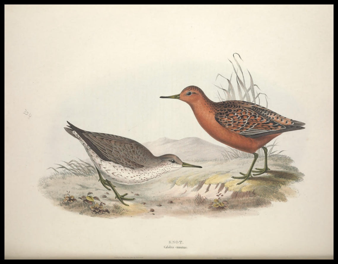 Affiche Calidris Canutus