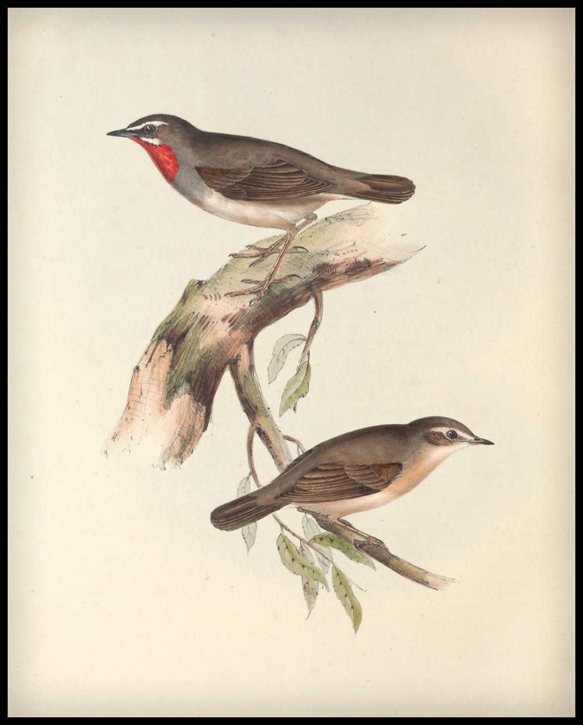 Affiche Calliope Lathamii