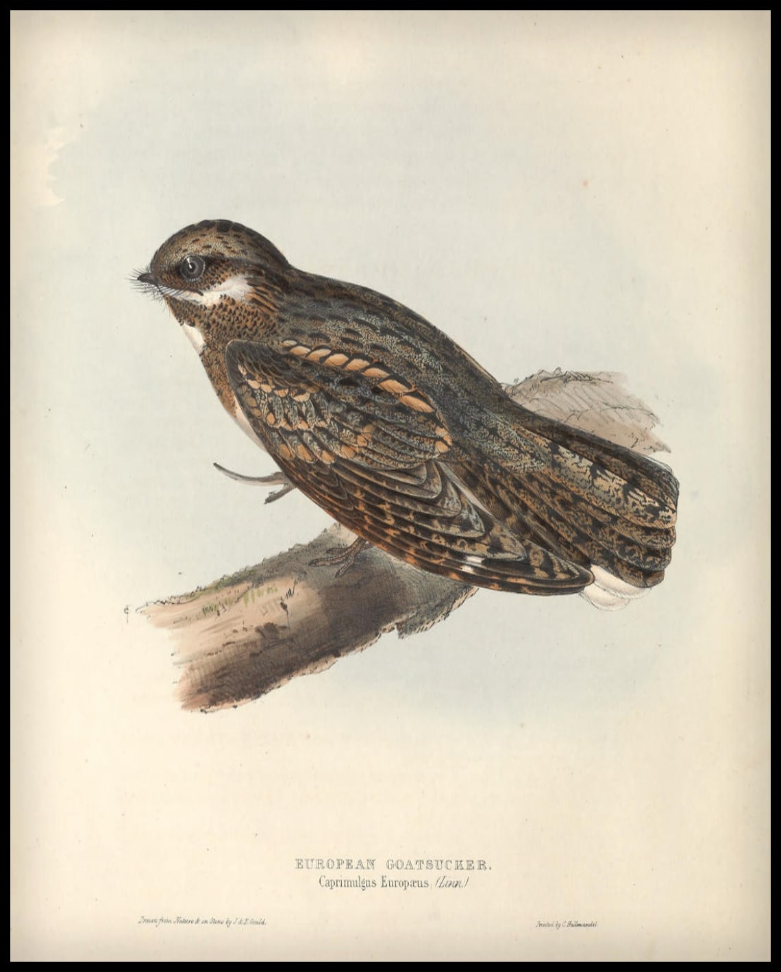 Poster Caprimulgus Europaeus