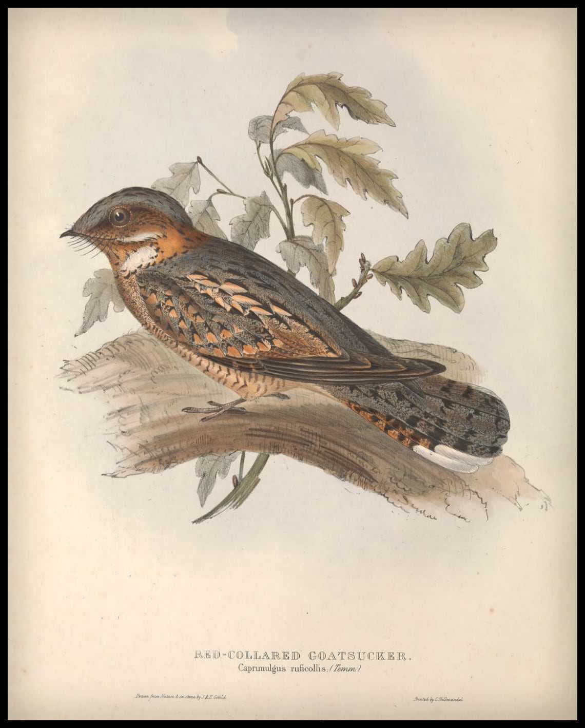 Affiche Caprimulgus Ruficollis