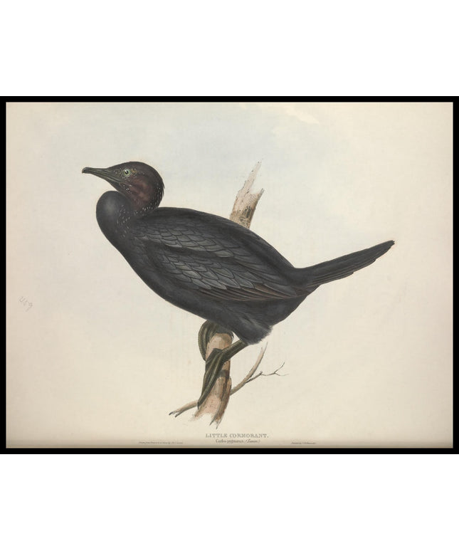 Carbo Pygmaeus Poster