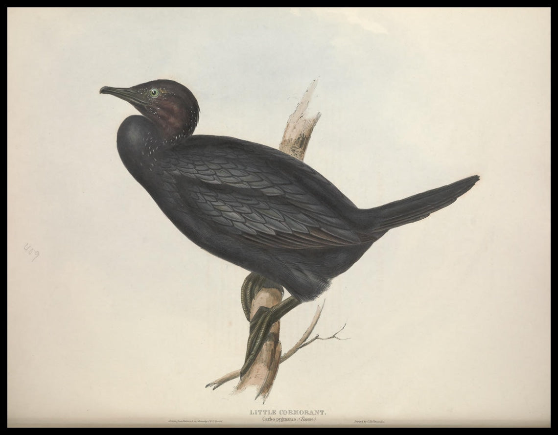 Poster Carbo Pygmaeus