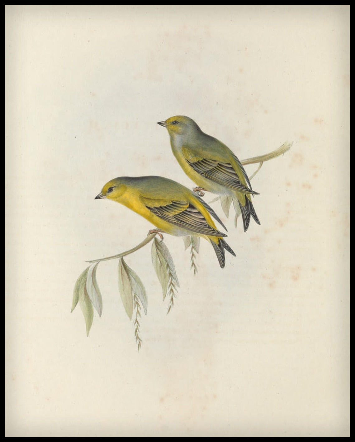Carduelis Citrinella Affiche