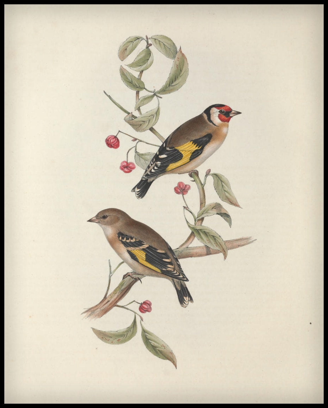 Carduelis Citrinella Affiche
