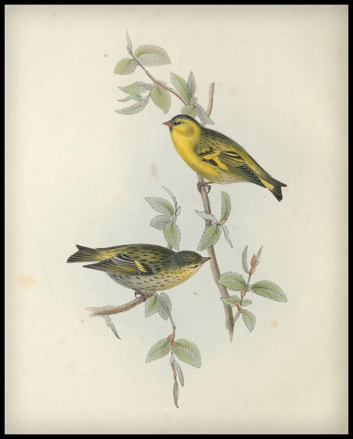 Carduelis Spinus Affiche