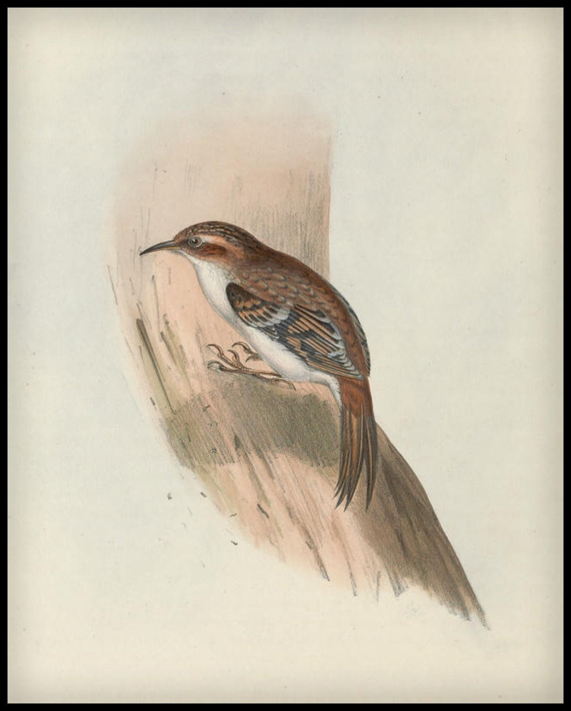 Affiche Certhia Familiaris