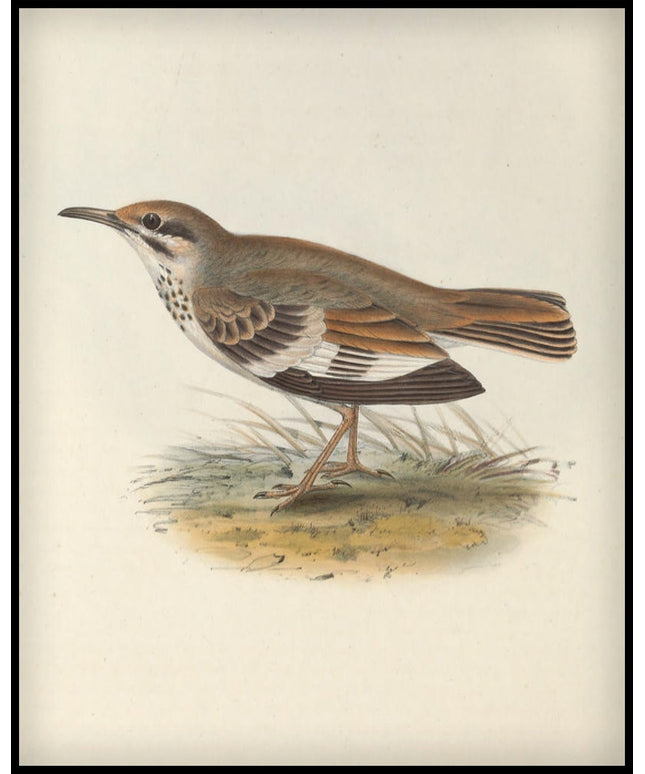 Certhilauda Bifasciata Poster