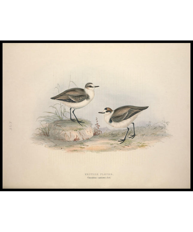 Charadrius Cantianus Poster