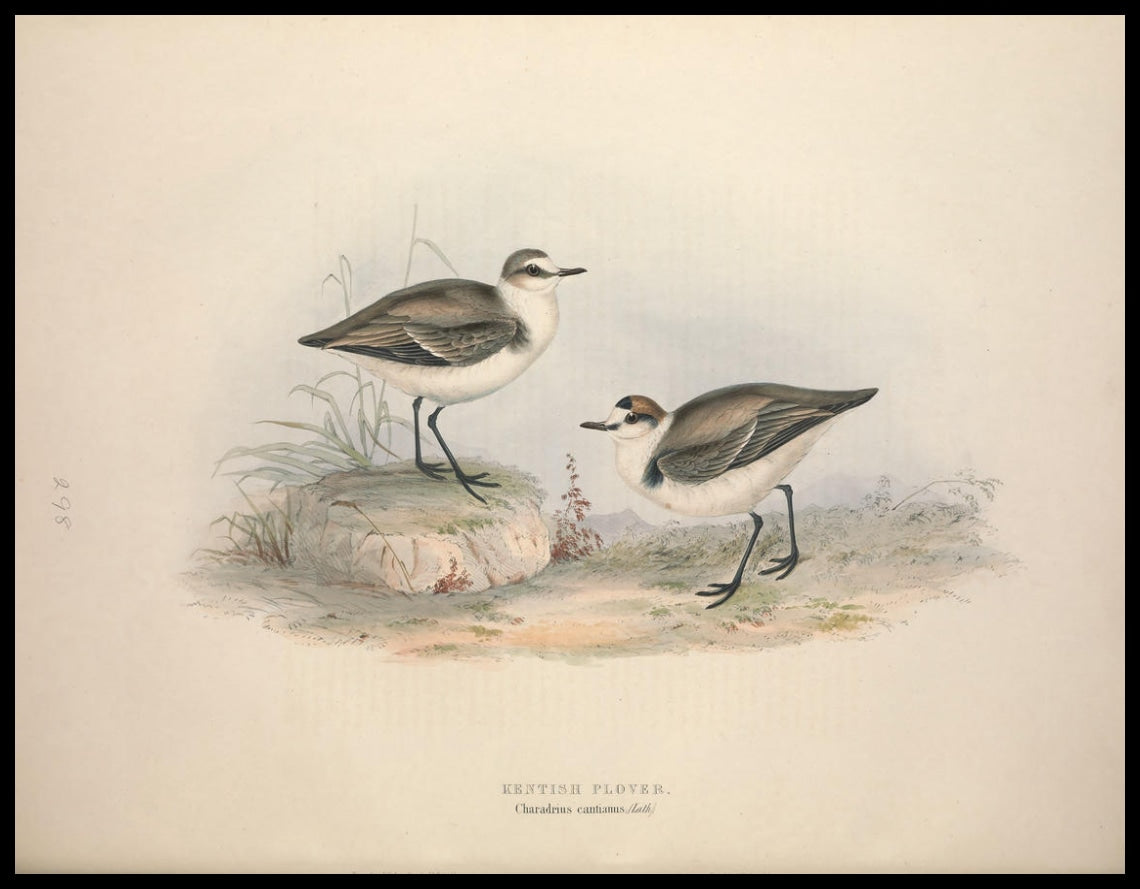 Charadrius Cantianus Poster