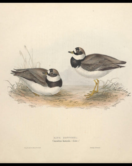 Charadrius Hiaticula Poster