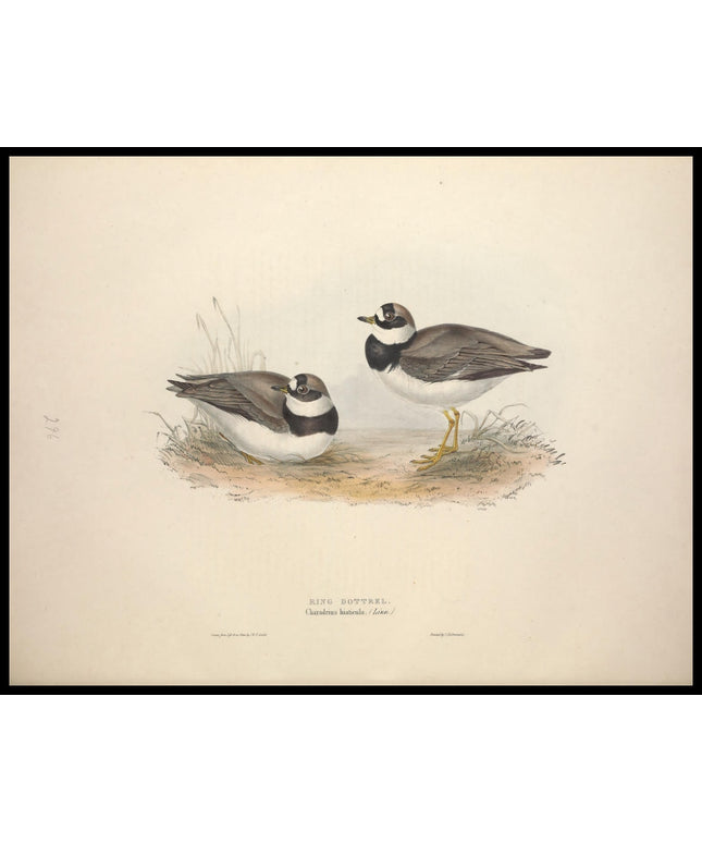 Charadrius Hiaticula Poster