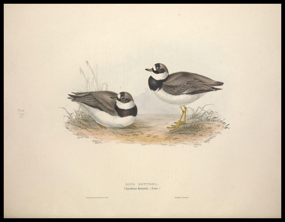 Affiche Charadrius Hiaticula