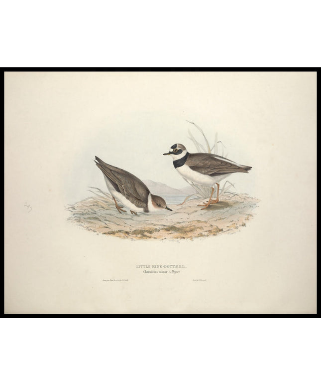 Charadrius Minor Poster