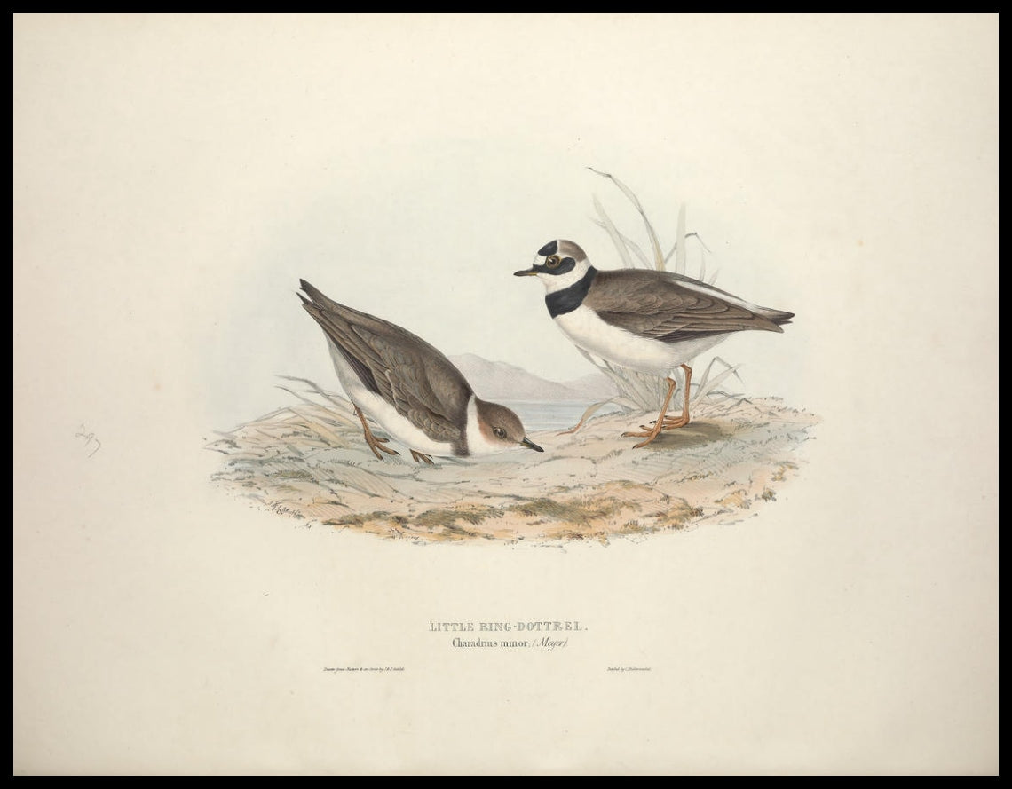 Poster Charadrius Minor