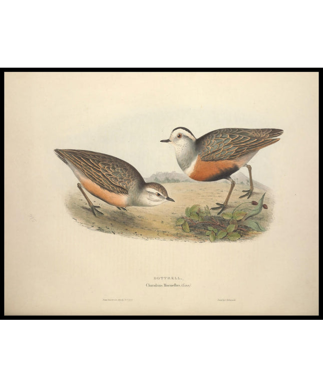 Charadrius Morinellus Poster