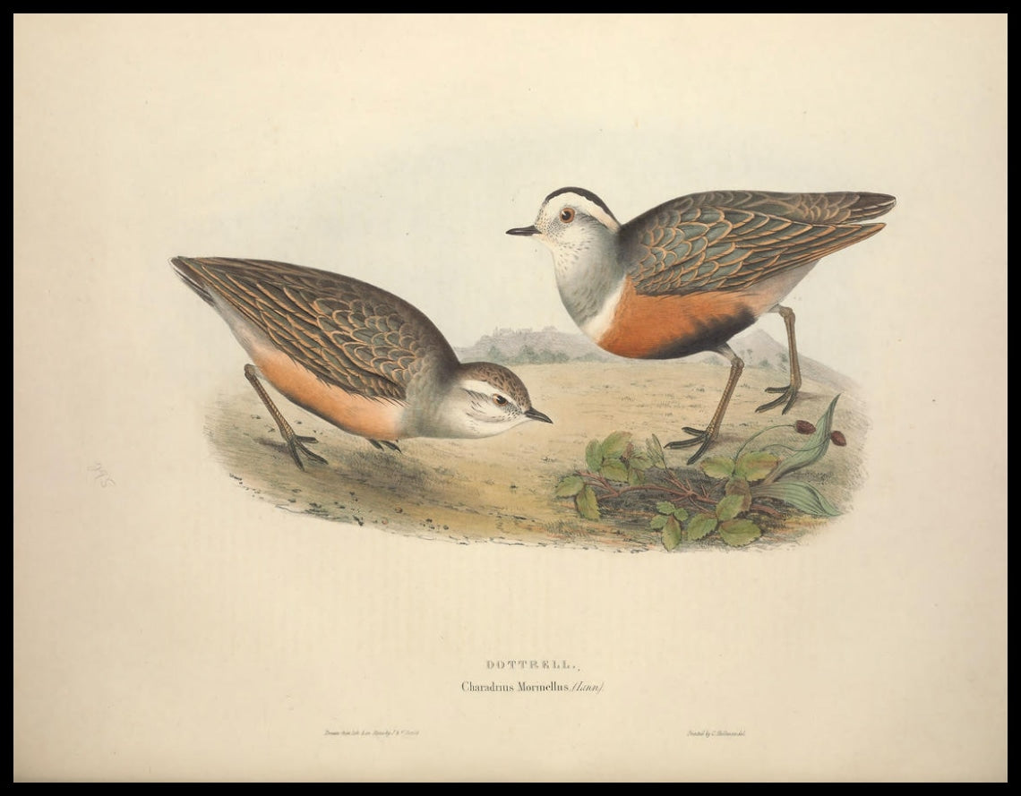 Affiche Charadrius Morinellus