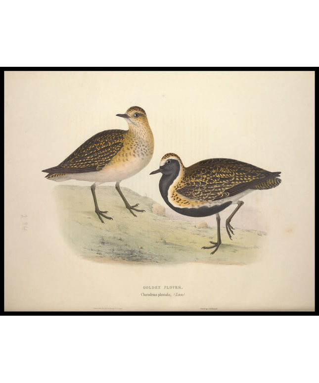 Charadrius Pluvialis Poster