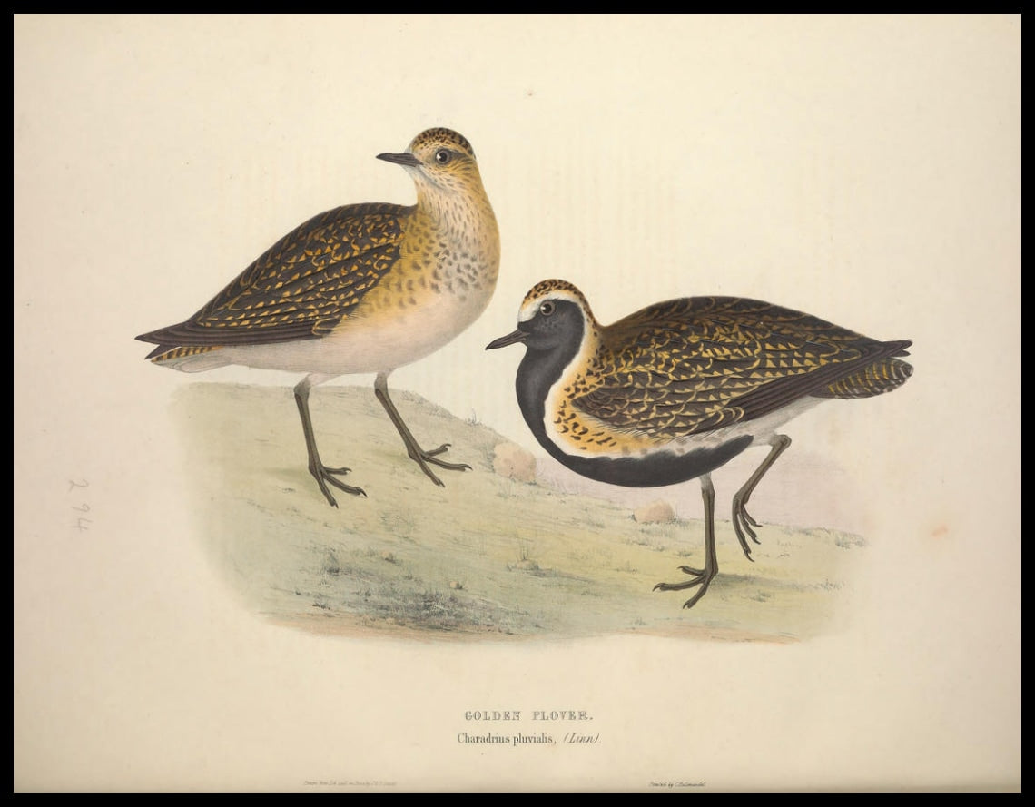 Charadrius Pluvialis Poster