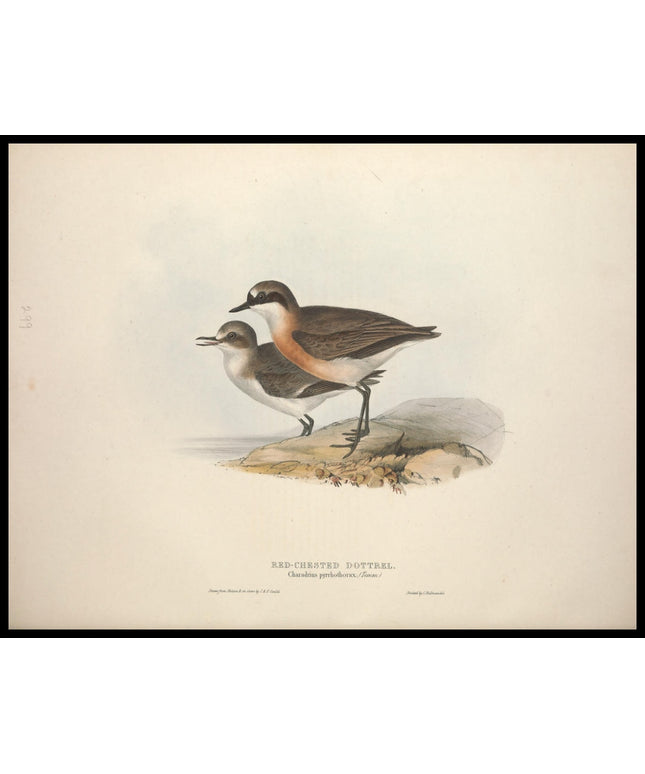 Charadrius Pyrrhothorax Poster