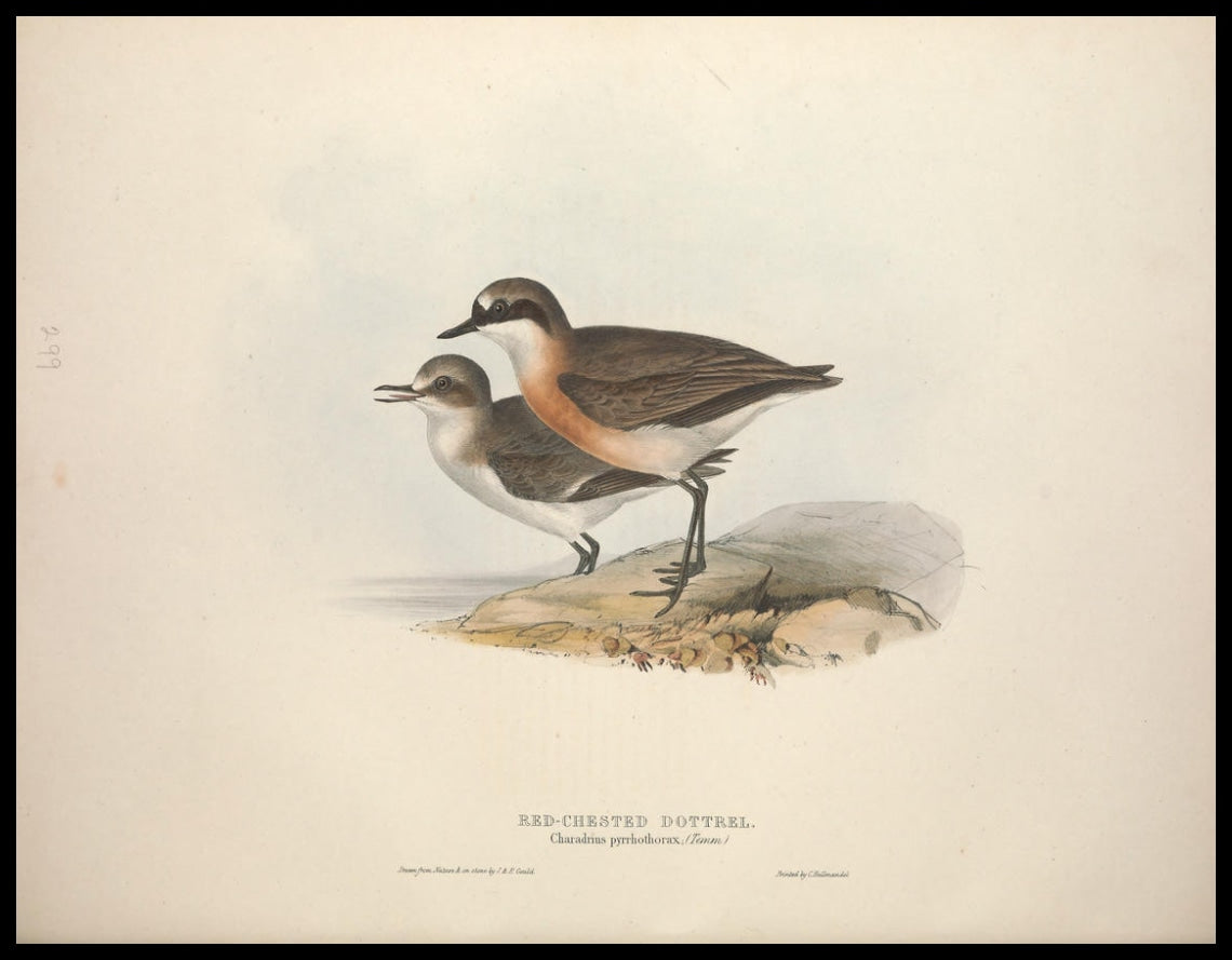 Charadrius Pyrrhothorax Poster