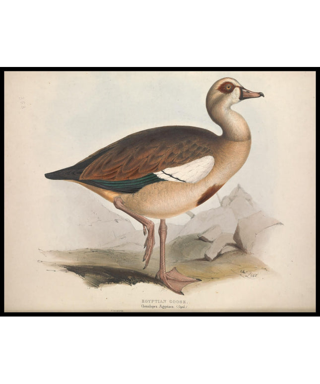 Chenalopex Aegyptiaca Poster