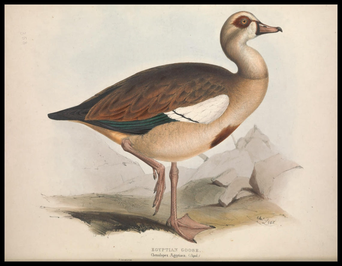 Poster Chenalopex Aegyptiaca