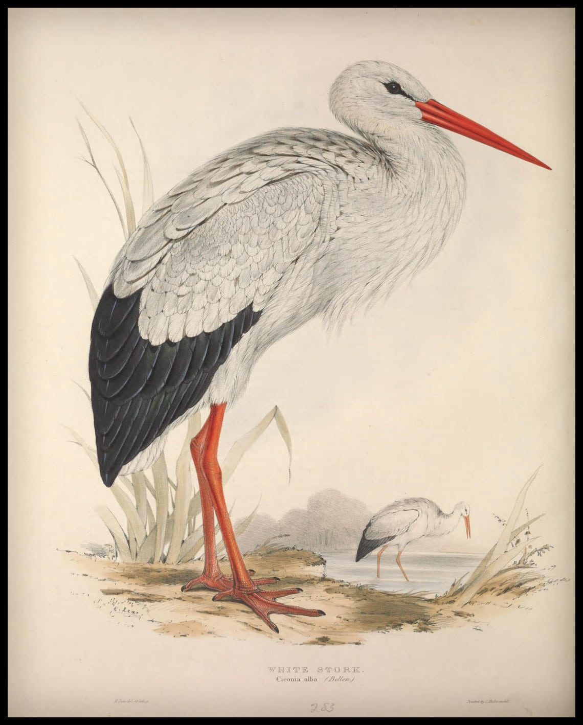 Ciconia Alba Affiche
