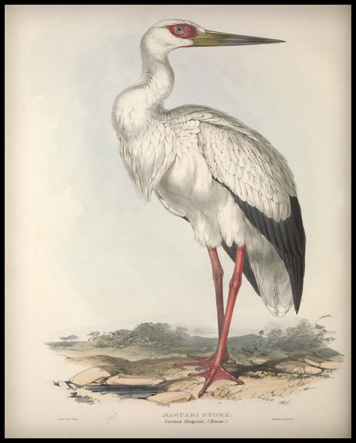 Affiche Ciconia Maguari