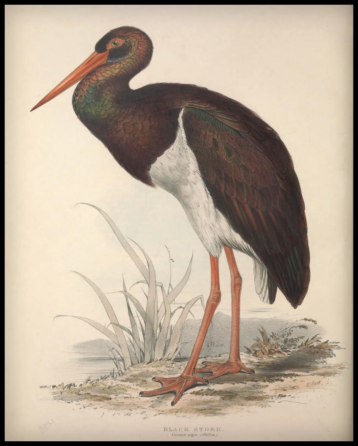 Affiche Ciconia Nigra