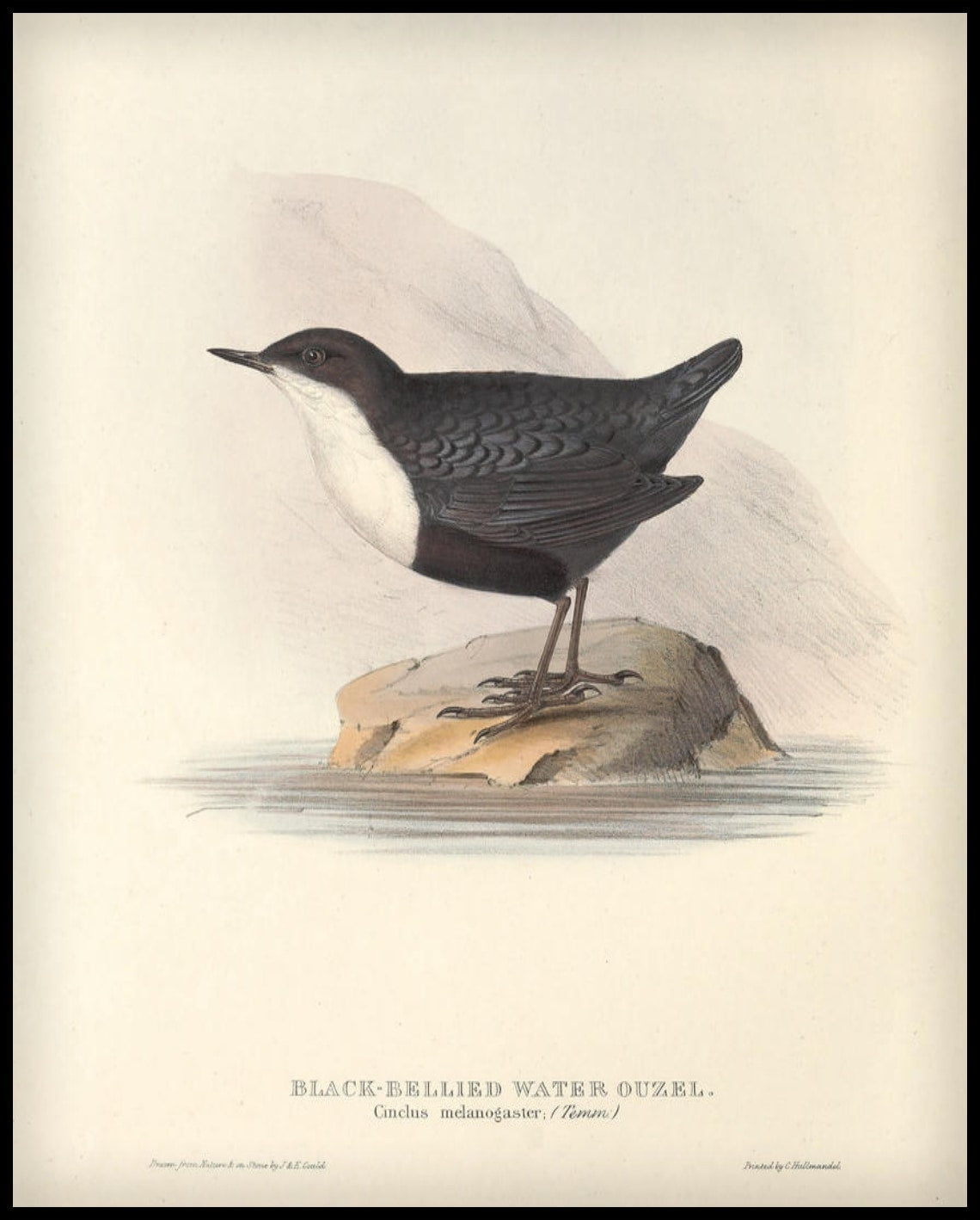 Affiche Cinclus Melanogaster
