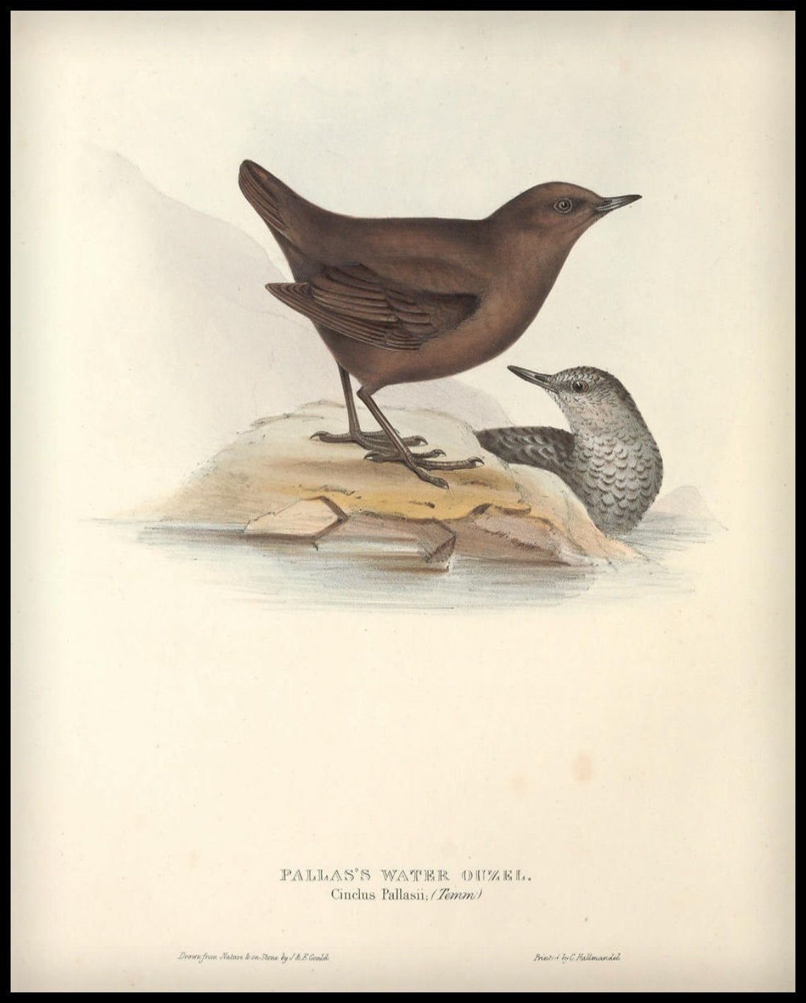 Affiche Cinclus Pallasii
