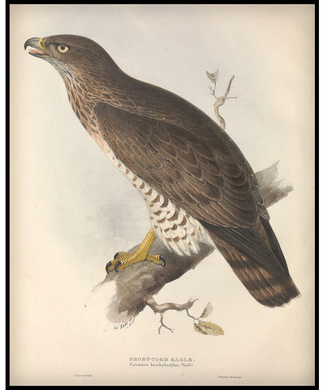 Circaetus Brachydactylus Poster