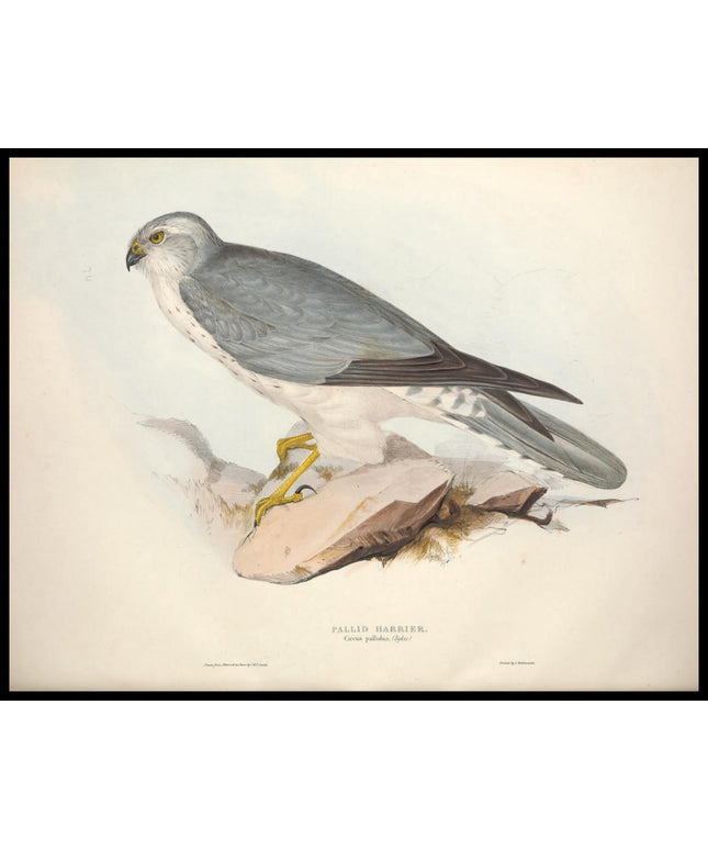 Circus Pallidus Poster