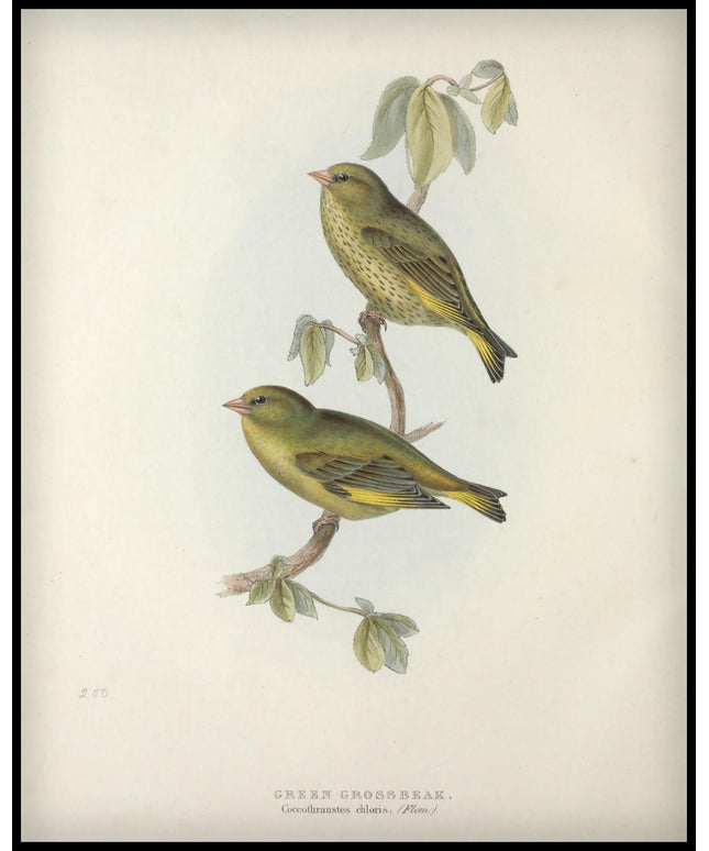 Coccothraustes Chloris Poster