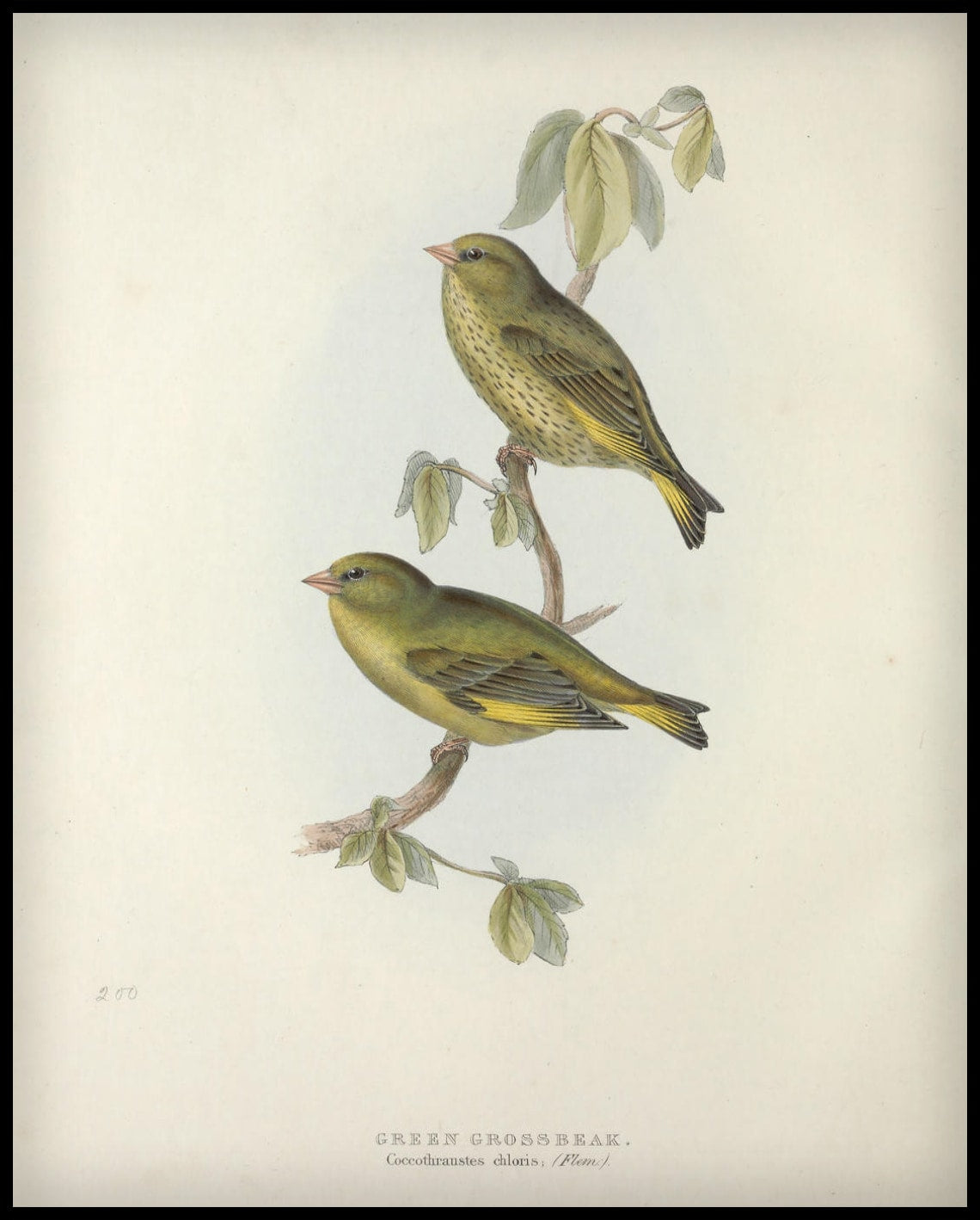 Affiche Coccothraustes Chloris