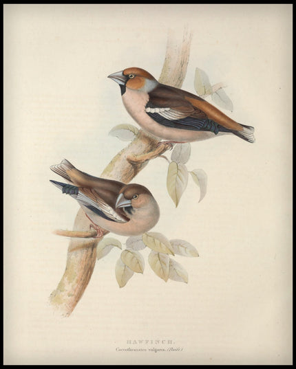 Coccothraustes Vulgaris Poster