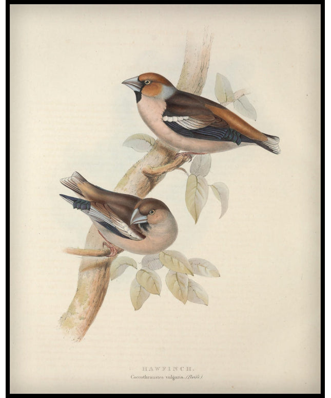 Coccothraustes Vulgaris Poster