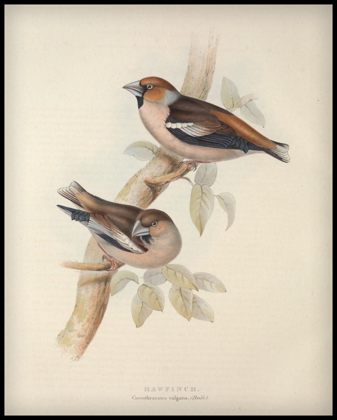 Affiche Coccothraustes Vulgaris