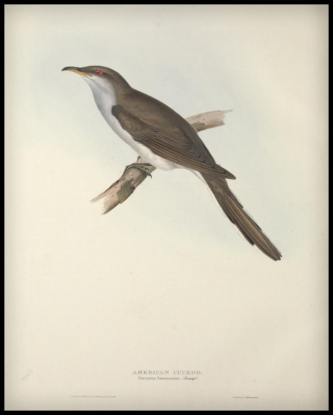 Poster Coccyzus Americanus