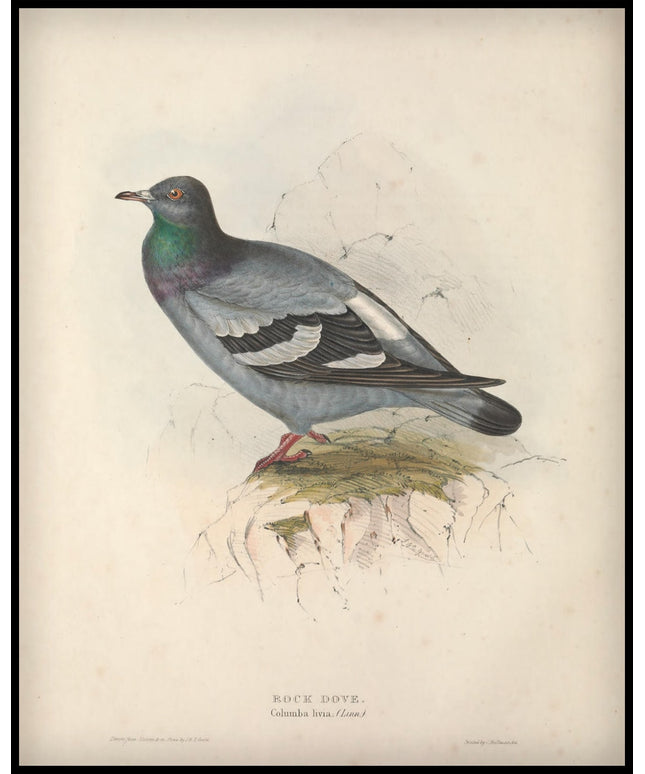 Columba Livia Poster