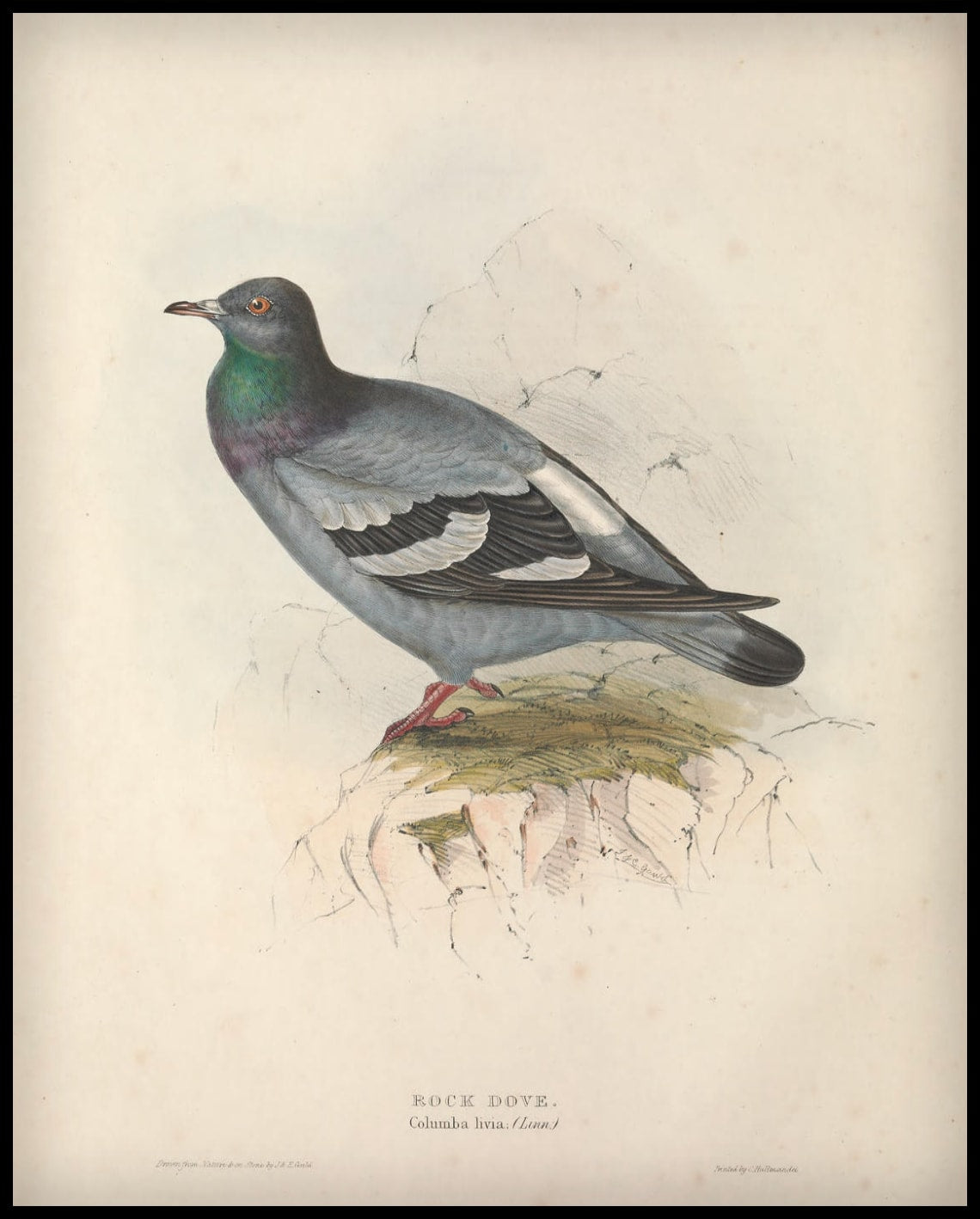 Affiche Columba Livia