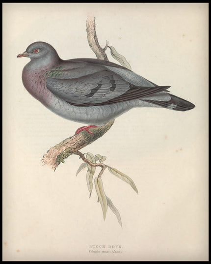 Columba Oenas Poster