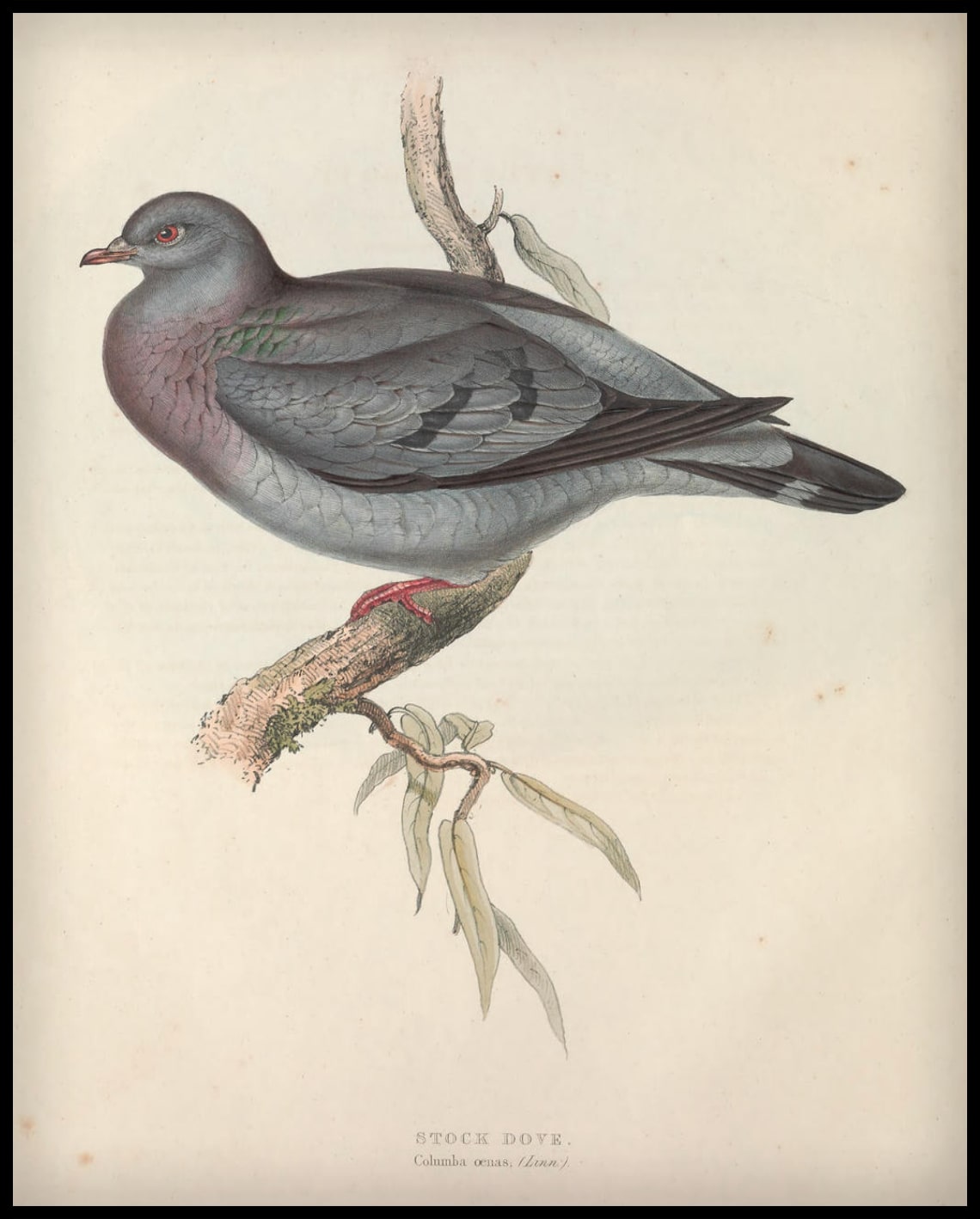 Columba Oenas Poster