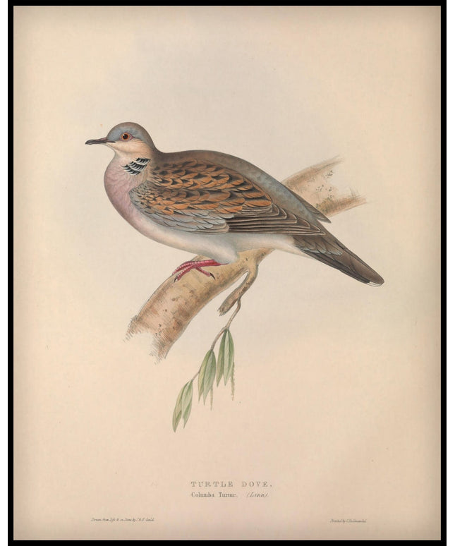 Columba Turtur Poster