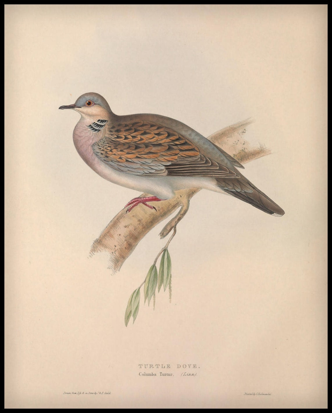 Poster Columba Turtur